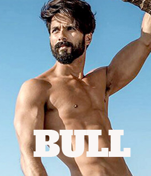 Bull